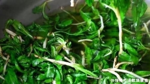 营养|入夏后黄瓜生菜靠边站,多吃它不用花一分钱,去火润喉,营养丰富