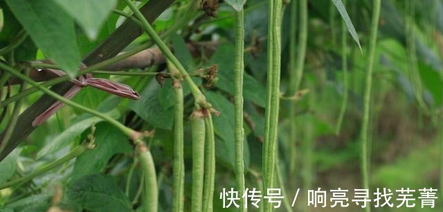 同样是缸豆，“青色”和“白色”区别这么大！搞懂后，别再乱买了！