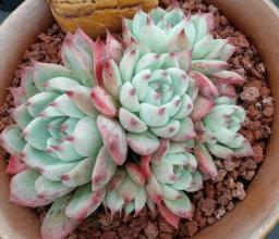 多肉植物不长个教你一个小技巧,呼呼冒出一堆新芽!