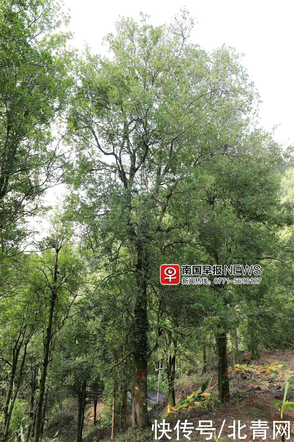 八角|总共能炖几斤肉？广西最大的八角古树林藏在这儿