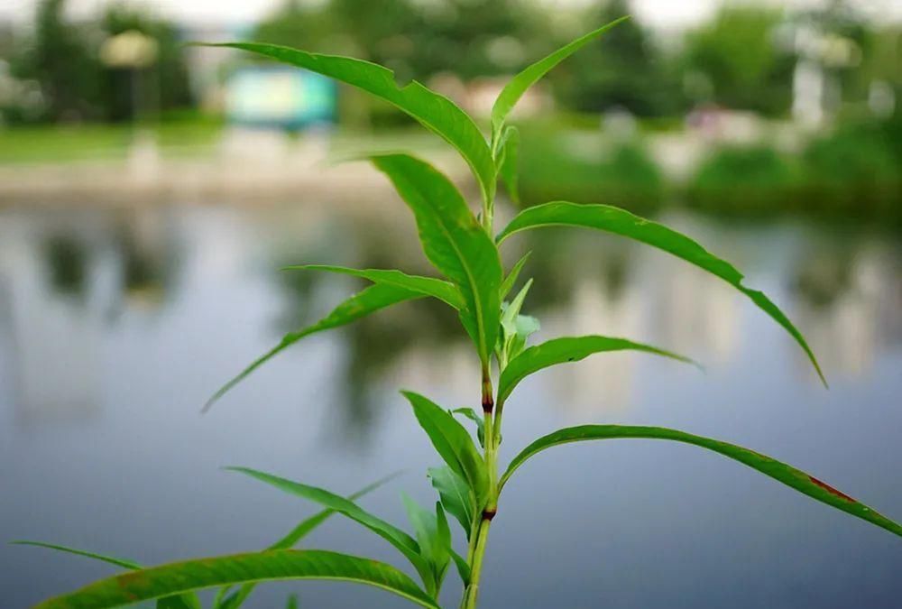 麻醉鱼|自带辣味，古代当成辣椒，如今常用于酿酒，磨碎丢水里还能麻醉鱼