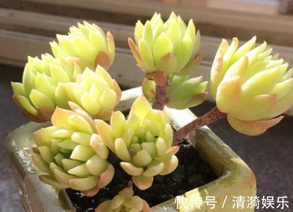 多肉|多肉长势差给它喂上“大补肥”,叶片肥又嫩,爆盆不难