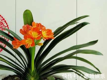 君子兰|君子兰开花后,这样处理就可以延长花期一个月,爆盆真的很容易