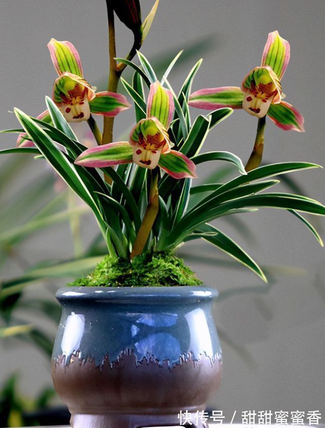 贵妃兰应该怎么养