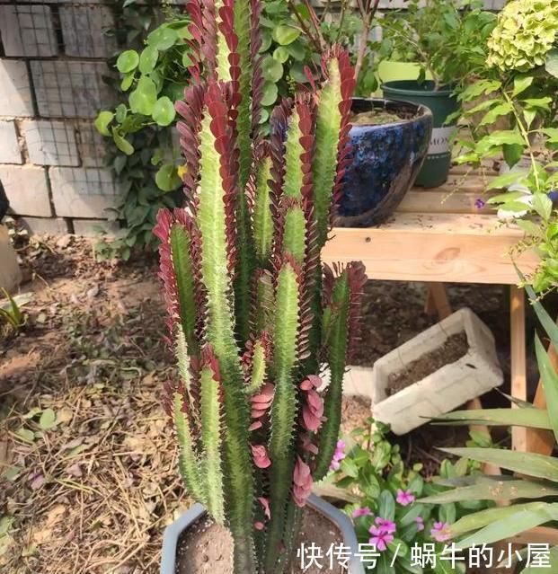  这5样多肉“有毒”，别搬回家养！