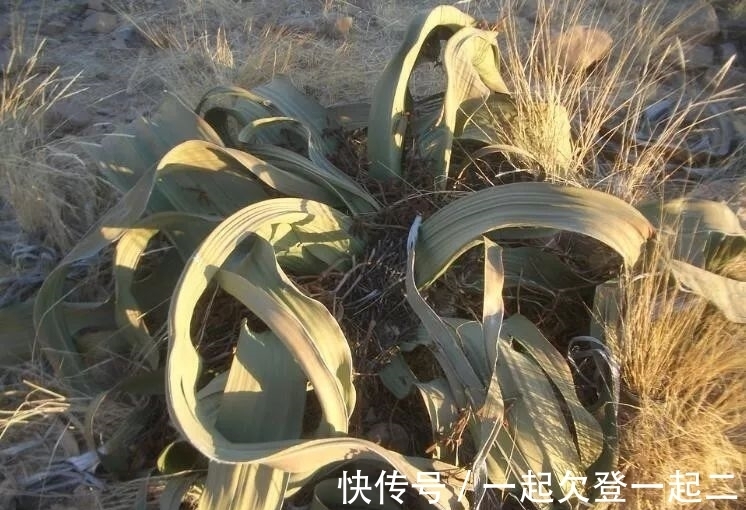兰叶子|世界上最珍奇植物景观，形似大章鱼沙漠植物，能在沙漠生存上千年