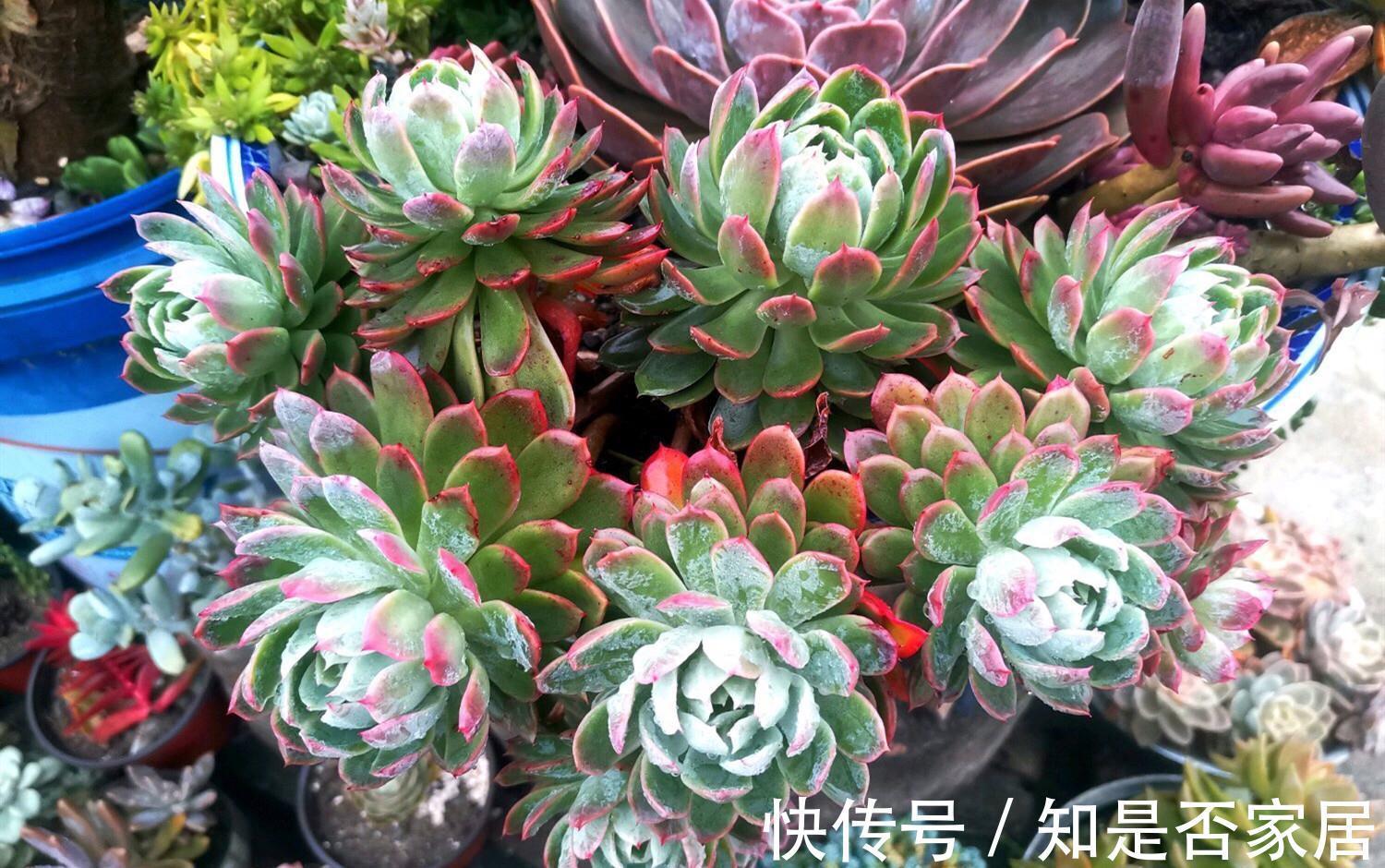 花友|多肉植物养好很难吗，掌握4个特点，多肉变美很简单