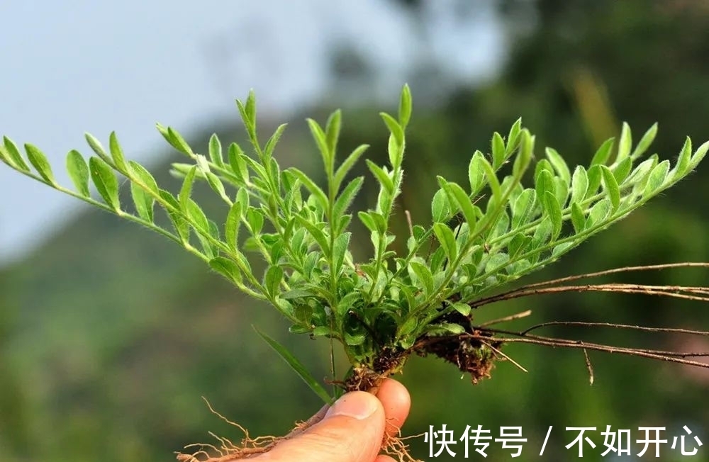 炖肉|农村一种奇特野草,香味似桂皮,用来炖鸡很美味,还能养胃健脾