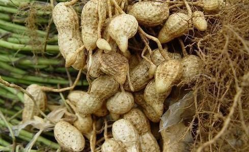 花生|提醒：煮花生不能放此物，吃了就是没病找病，现在知道还不晚