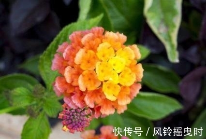 喜鹊|姻缘天降，桃花朵朵，喜鹊牵线，牵手旧爱，情定三生三世