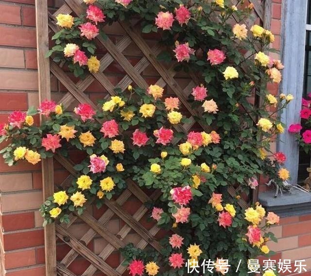 “小花”不起眼这3种“开花劳模”,适当养护,开花停不下!