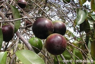 冬季,當(dāng)零食吃幾顆,嗓子不疼,咳嗽好了,女性乳腺不好可以試試