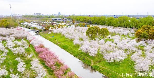 钱塘江边最美樱花林，共有6000余株，现已竞相开放犹如童话世界