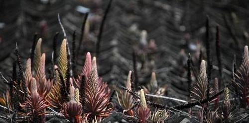 多肉植物|老家屋顶上若有“这种草”，可是“福气”，小心留着，很珍贵