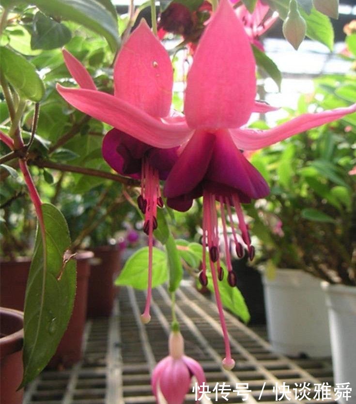 四季|阳台上养盆它,喜庆又漂亮,一棵扦插十棵,四季都开花