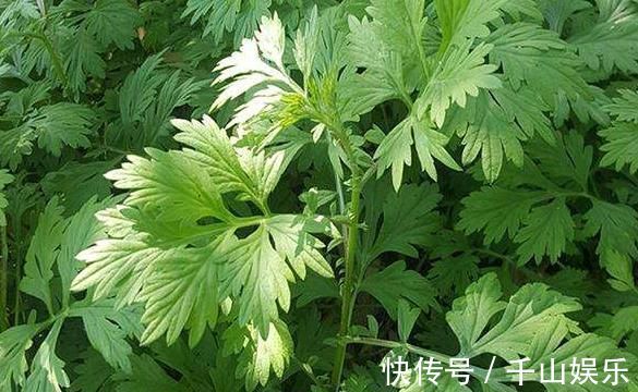 救命草|田间地头没人要的野草,却是腰间盘突出的“救命草”,三天起效