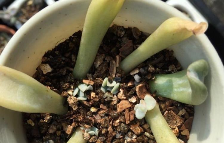 新人|推荐新人养多肉特玉莲,爆盆易,扦插育苗便利,长得有特色