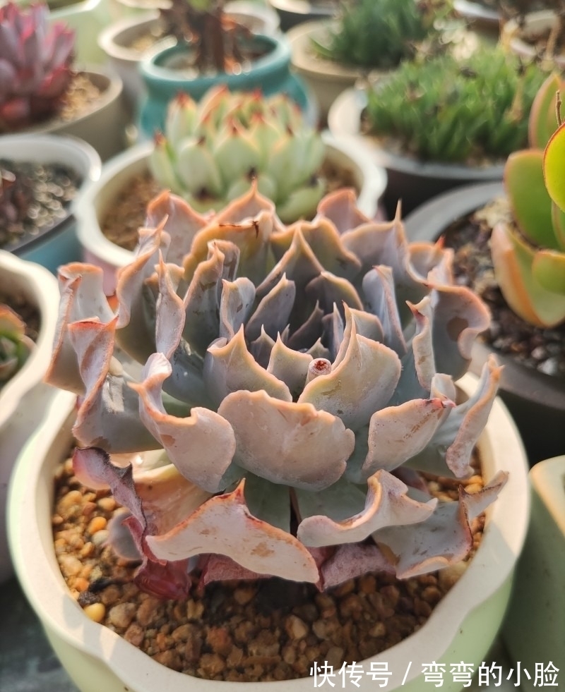 诺娃|有事没事看看多肉，才是度夏的基本保障