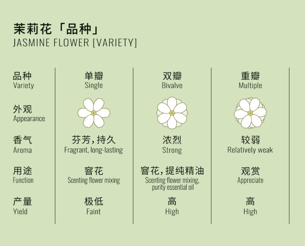 清香|用茉莉花茶做茶饮保持清香持久的秘密