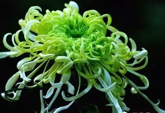 喜欢菊花,不如养盆“菊中珍品”绿窗纱影,似美人卷发,纱影绰约