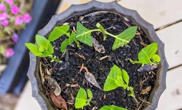 扦插|夏天有2种花,又热又晒也开花,扦插即活,皮实好养