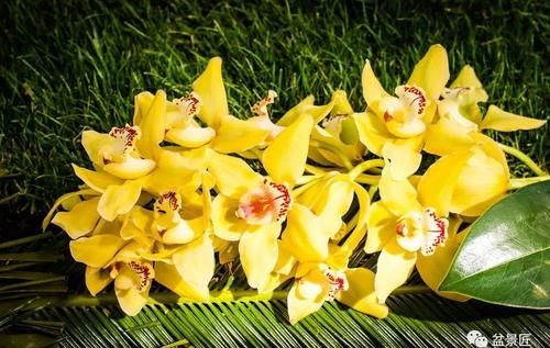 确实很多人忽略的“下脚料”，用来种花，花长的确实好