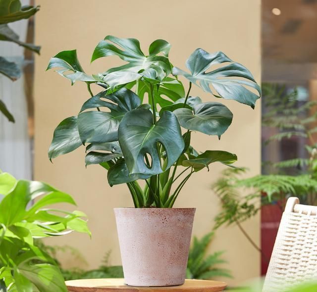 绿植|卫生间湿气大异味重，养这几盆花，有害气体吸光，变成绿森林