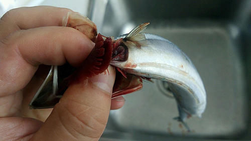 今天才知道,鱼身上3个地方毒素最多,不要随便吃,长记性了