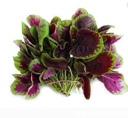 野菜|农村随处可见的一种野菜，堪称良药，城里人不花钱吃不到