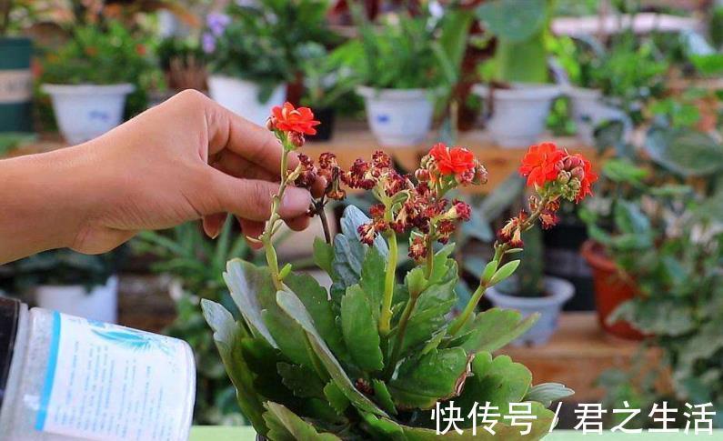 长寿花想继续开花，3件事情不能做，否则只长叶，很难再次开花！