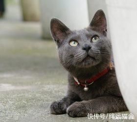 买到猫鼻支猫，猫鼻支怎么治疗