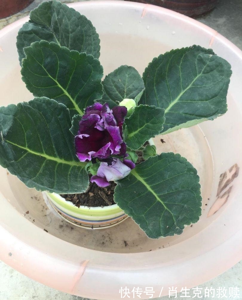 家里养盆“假牡丹”,切碎叶子也“生娃”,堪称阳台“富贵花”