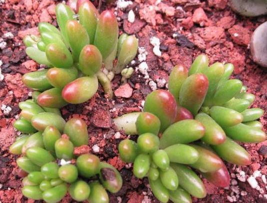 养殖''懒人花''多肉植物,盆栽牢记4点,个个染上漂亮糖果色