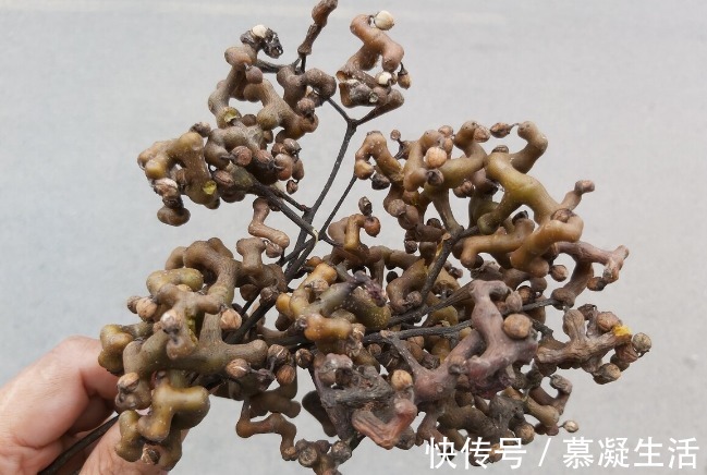 吃法|68种野菜图片，教你认识不同的野菜和吃法，你想要的野菜这里都有