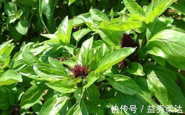 中药材|乡下一种野草看起来不起眼,市场价一斤40元,是一种中药材