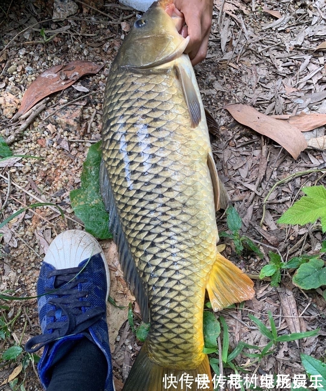 蓑笠哥|降温后钓鲤鱼的思路,逐渐开始活跃,不好吃但手感好