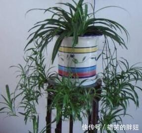 卫生间总有味养这3种花耐阴又好养吸味去臭样样行