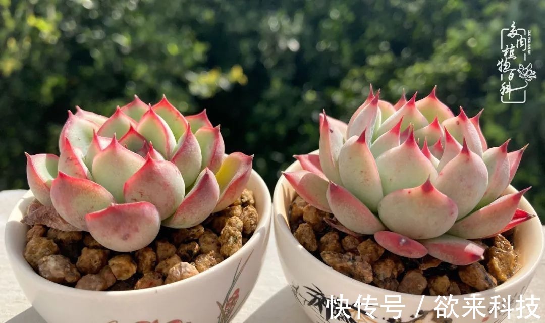 柴米油盐的日子,养几盆多肉吧,为生活添几抹色彩!