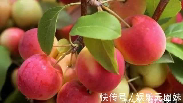 子宫|秋天来了,推荐3种食物,女性常吃能呵护子宫,越吃越年轻