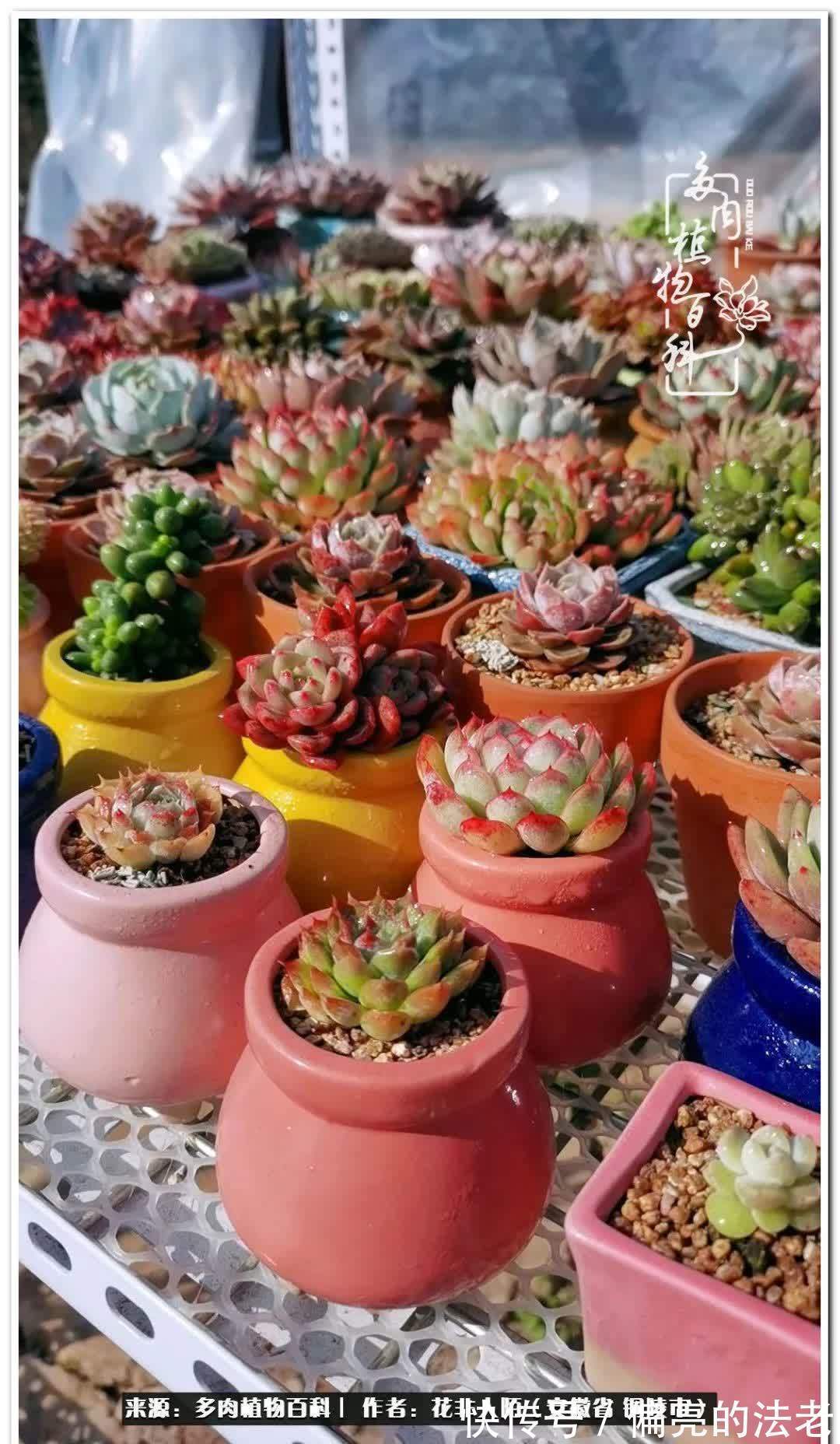 感恩遇见,感谢有你——多肉