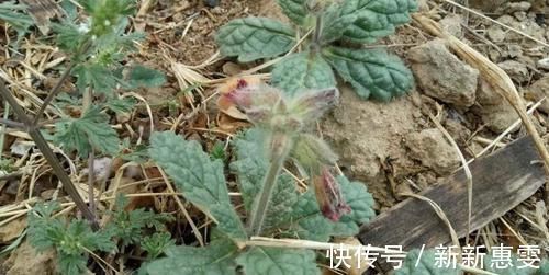 农民|根似人参,花朵很有趣,农民拿它酿酒,现远销海内外