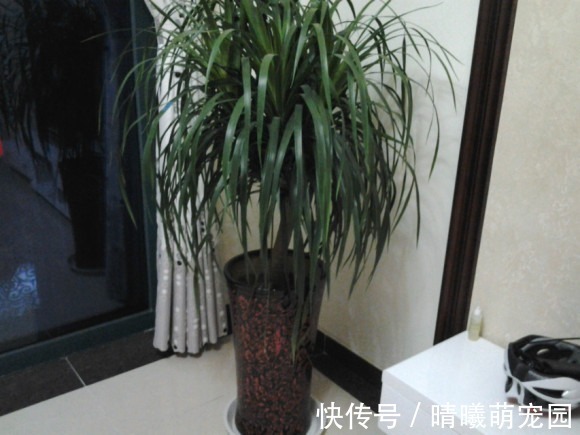 好花都是浇死的，10种常见花，浇水别太勤快！