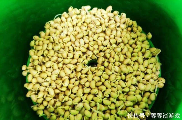 用了我这办法,发黄豆芽不会变臭一次就成功,五天就长15厘米高!