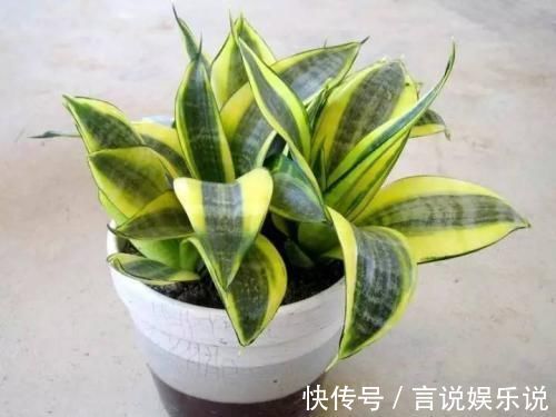 排水|养花不死，全靠盆土，用这个土养花，能活几十年