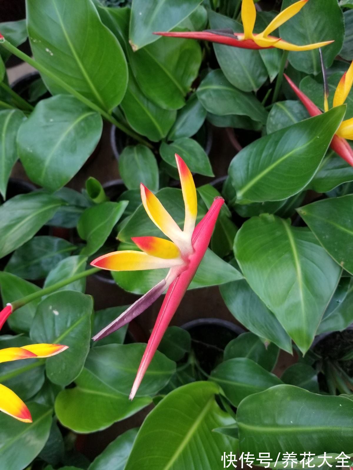 网上买花,最怕买到这3种,记住了省下一大笔钱