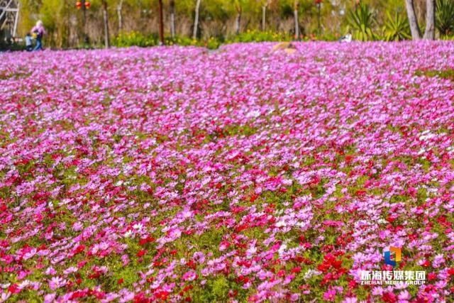 太养眼！茶花廊道、波斯菊花海、勒杜鹃廊道…海天公园上新啦