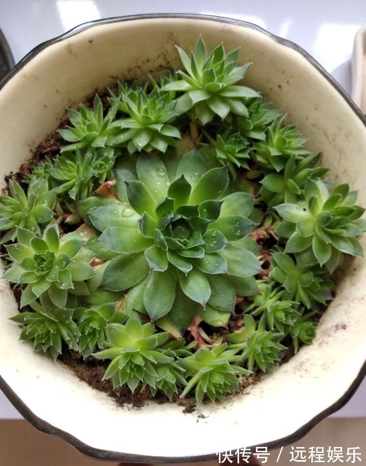 多肉撸光叶子，呼呼冒出10个头，越虐长得越旺