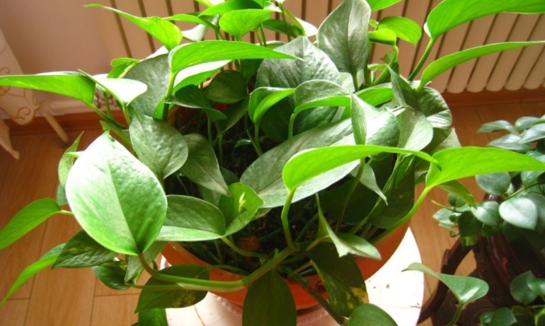 养花|蛋壳养花好在哪里学会这些技巧,盆栽再没有黄叶缺营养的毛病