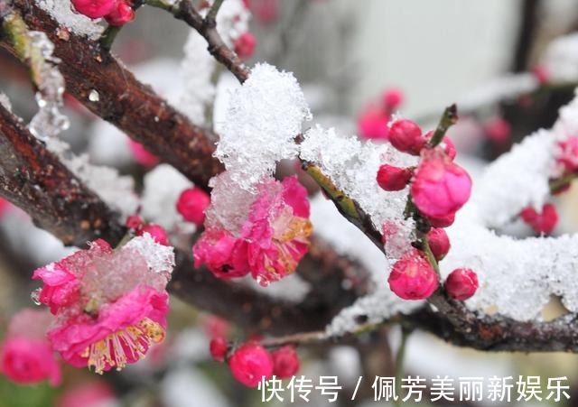 梅香雪&清新一片晨风静,唯有梅香雪中漫