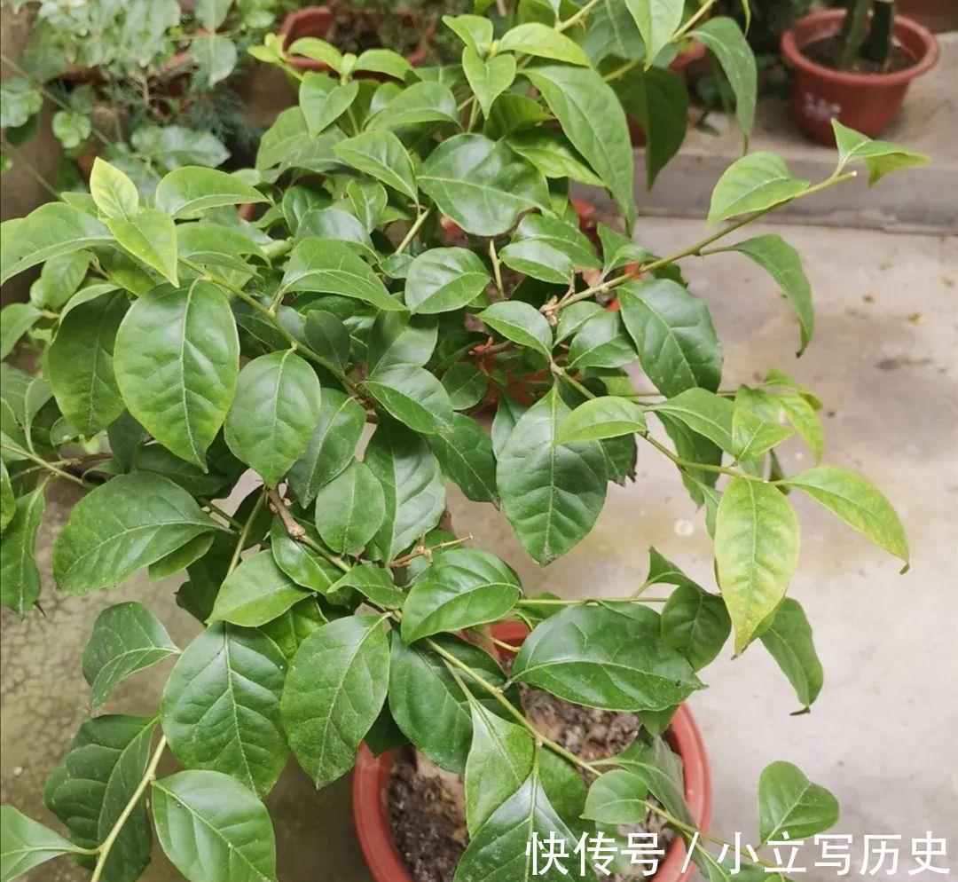 天冷了，15种漂亮花喜欢“大太阳”，多晒长得壮，花更多